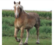 <p><span style="color: rgb(8, 7, 7);"><span>Origin: Belgium</span></span><span style="color: rgb(8, 7, 7);"><br></span><span style="color: rgb(8, 7, 7);"><span>Color: Chestnut, bay, brown, dun, gray, or roan</span></span><span style="color: rgb(8, 7, 7);"><br></span><span style="color: rgb(8, 7, 7);"><span>Body: 16-18 hands</span></span><span style="color: rgb(8, 7, 7);"><br></span><span style="color: rgb(8, 7, 7);"><span>Heavy, solid, strong</span></span><span style="color: rgb(8, 7, 7);"><br></span><span style="color: rgb(8, 7, 7);"><span>Traits: Calm temperament</span></span><span style="color: rgb(8, 7, 7);"><br></span><span style="color: rgb(8, 7, 7);"><span>Purpose: Work; Pull loads</span></span></p>