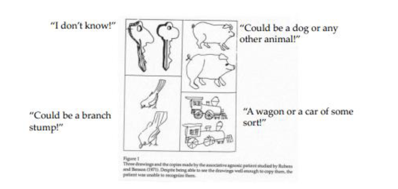 <p><strong>Yes.</strong></p><p></p><p>People with <strong>asso</strong>ciative agnosia can create a visual percept of the object they are seeing. Hence, they are able to copy it down when they see it. However, the problem lies where they are <strong>unable to link </strong>the percept they form to its stored meaning.</p><p></p><p>Therefore, the person can copy the object down but will not understand what it is (they just guess the meaning). </p>