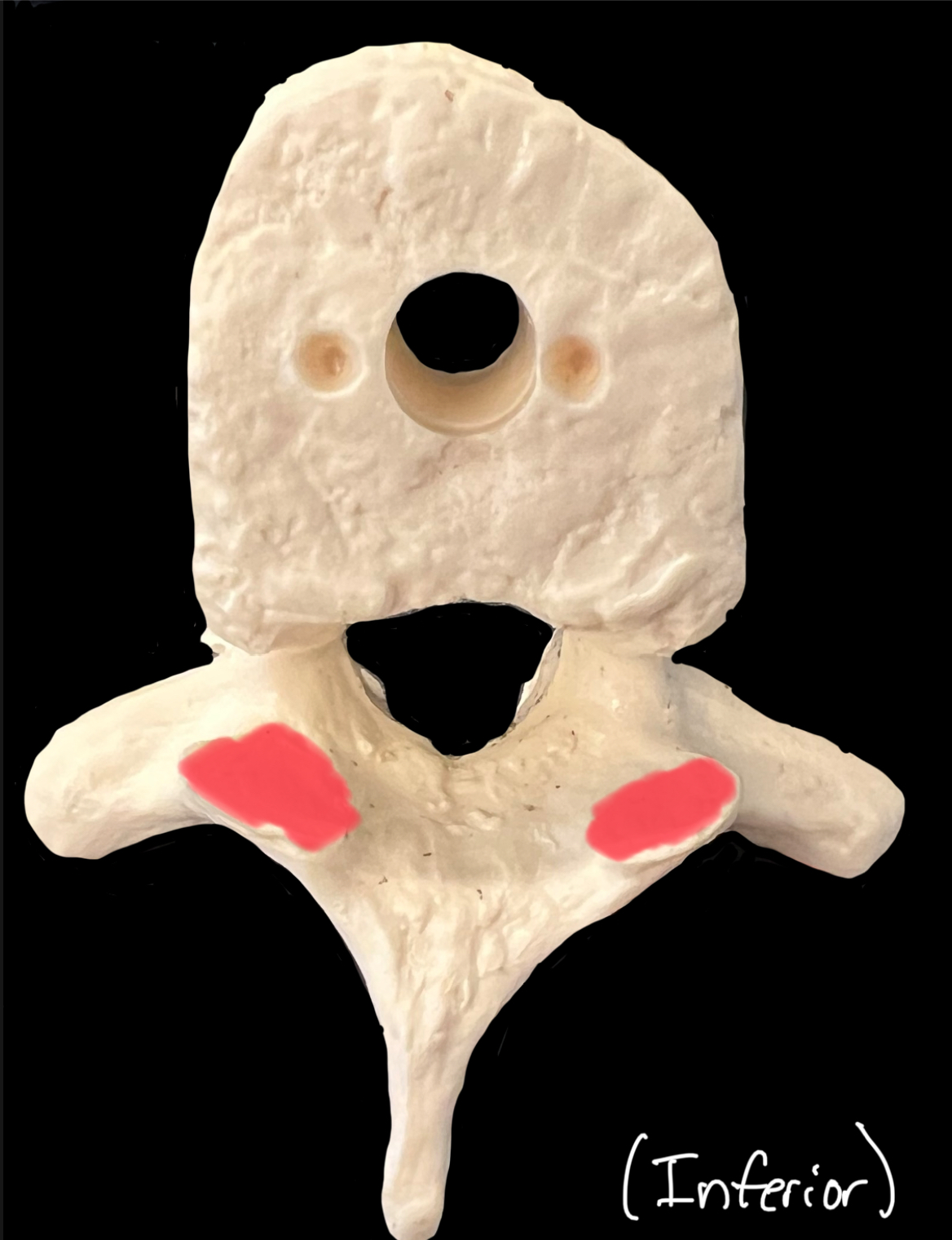 What is highlighted in red?