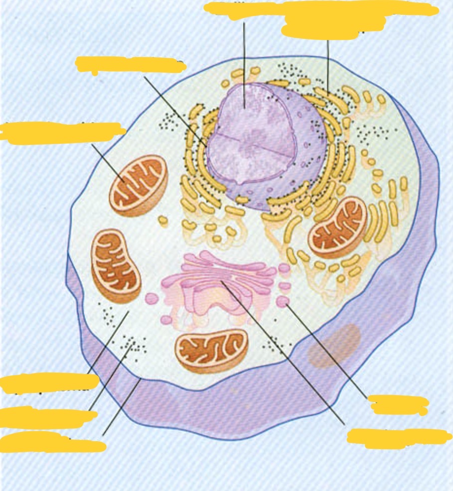 <p>Erkläre den Aufbau der eukaryotischen Zelle mit dem Bild</p>