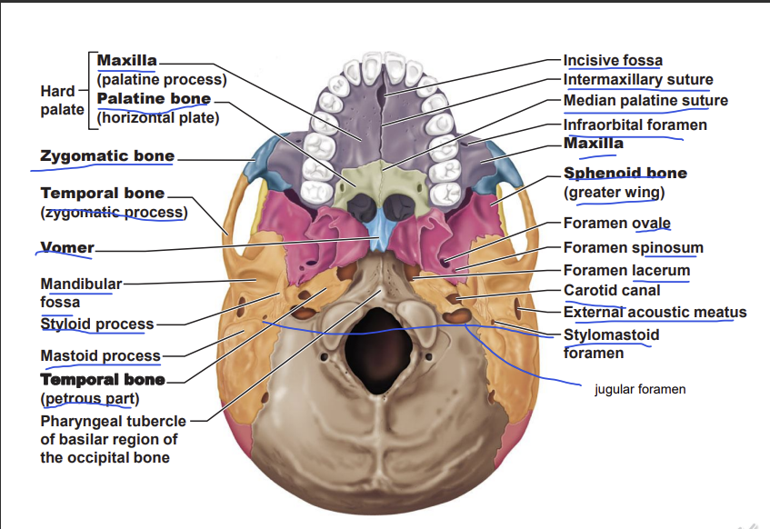 <p>through the incisive fossa, nerves which innervate the teeth</p><p></p>