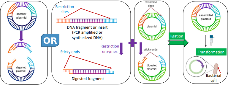 <ol><li><p><span>Preparing both the cloning vector and the DNA fragment (insert) to be cloned</span></p></li><li><p><span>Ligating the insert into the vector to create a recombinant molecule</span></p></li><li><p><span>Transforming this recombinant molecule into a host organism like bacteria</span></p></li><li><p><span>Screening the colonies to identify the correct clone</span></p></li></ol><p></p><p>NOTE:&nbsp;Must cut plasmid and gene fragments with the same restriction enzymes (Scissors)</p><p></p><p></p>