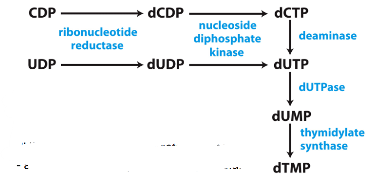 <p>Biosynthesis of dTMP</p>