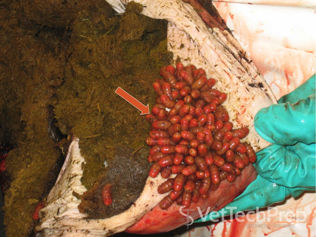 <p>what parasite is this?</p><p>whats the scientific name?</p>