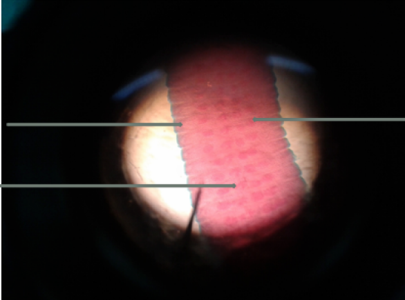 <p>what specie, main part, parts</p>