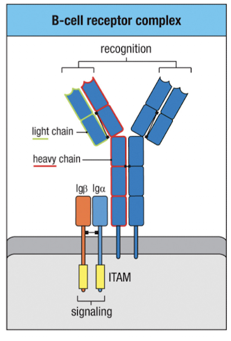 <p>Ig<span>α and Igβ each have one Ig like domain and one ITAM domain</span></p><ul><li><p>signaling is initiated by Src-family kinase-mediated phosphorylation</p></li></ul><p></p>