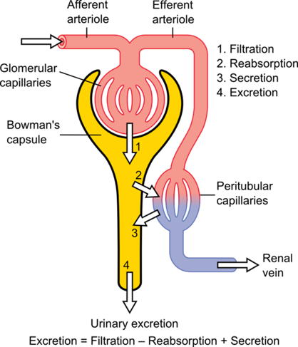 <p>Renal excretion </p>