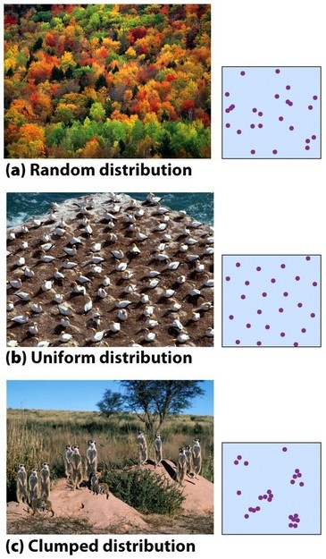 <ol><li><p>Clump Distribution</p></li><li><p>Random Distribution</p></li><li><p>Uniform Distribution </p></li></ol><p></p>