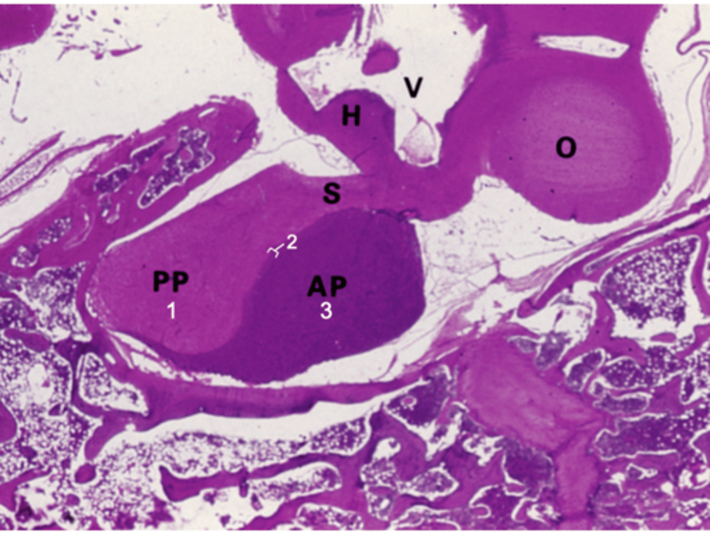 <p>ID the organ this histological section is from:</p>