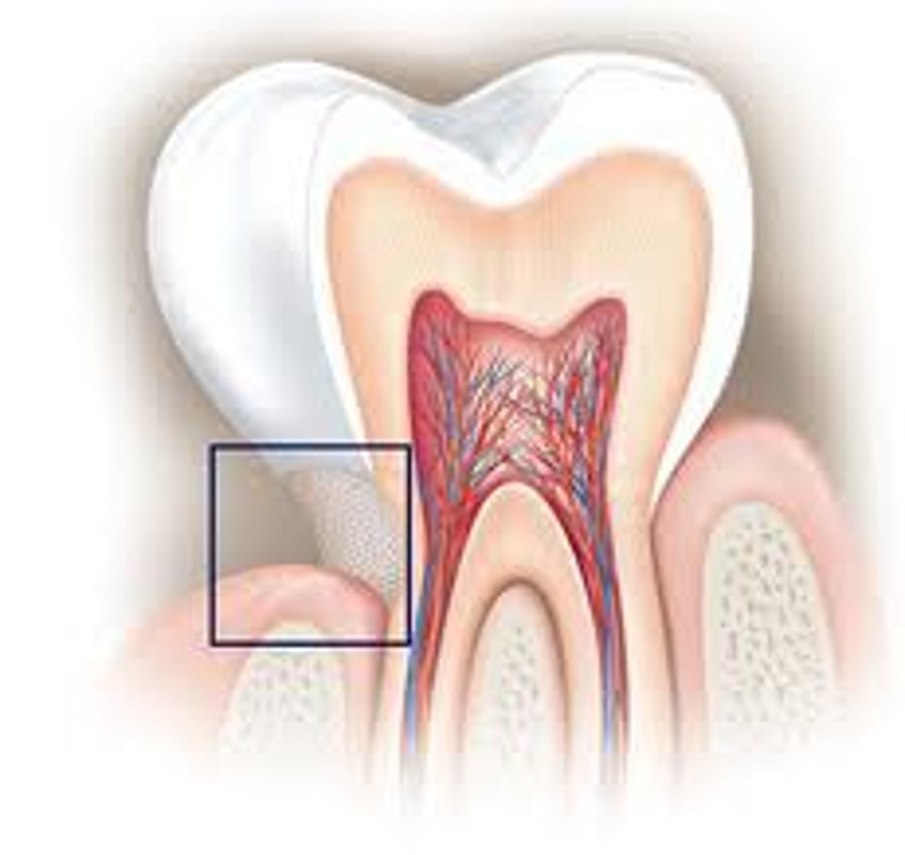 <p>narrow portion contained within gum tissue</p>