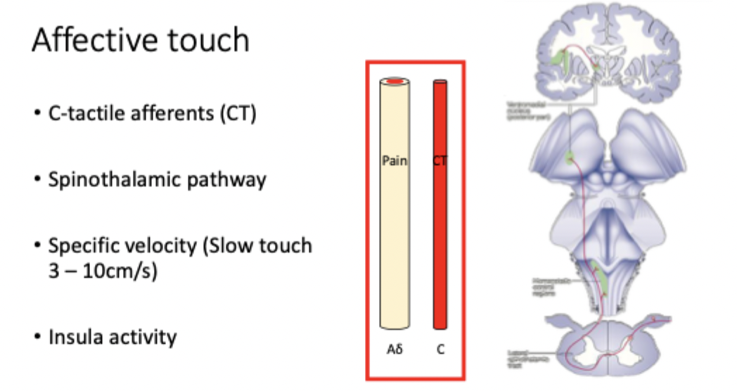 <ul><li><p>touch specifically associated with pleasantness sensations</p></li><li><p>informs about physiological body state</p></li><li><p>some evidence that affective touch can modulate pain (similar mechanism to scratch and itch)</p></li></ul><p></p>