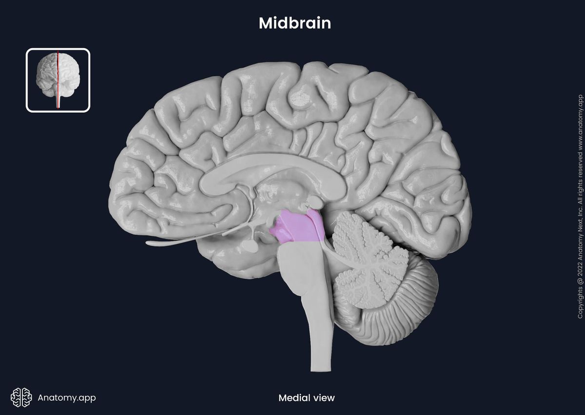 <p>Located above the pons and smallest part of brainstem</p><ul><li><p>Responsible for transmitting hearing and visual information</p><ul><li><p>Also coordination and motor coordination</p></li></ul></li><li><p>An assitant, not central processing area</p><ul><li><p>M is for MID AF</p></li></ul></li></ul>
