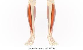<p>anterior lower leg</p>