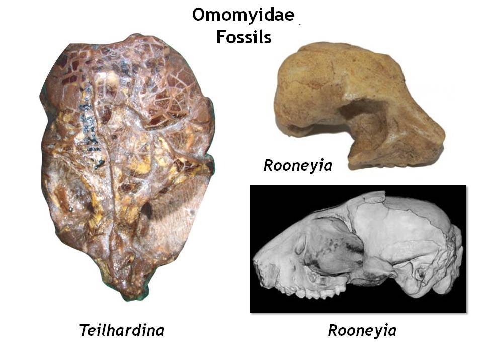 <p>Have most of the diagnostic traits of the Suborder Haplorrhini and appear to be early members of the lineage that gave rise to today's tarsiers, monkeys, apes, and humans!</p>
