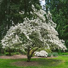 <p>Flowering dogwood</p>