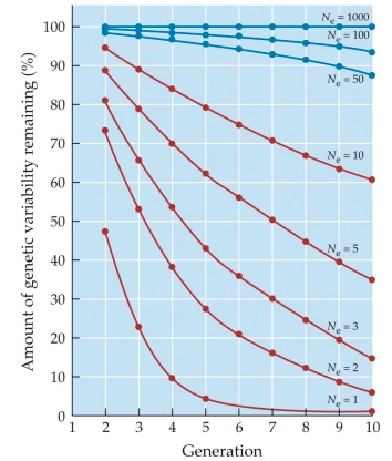 effective population size