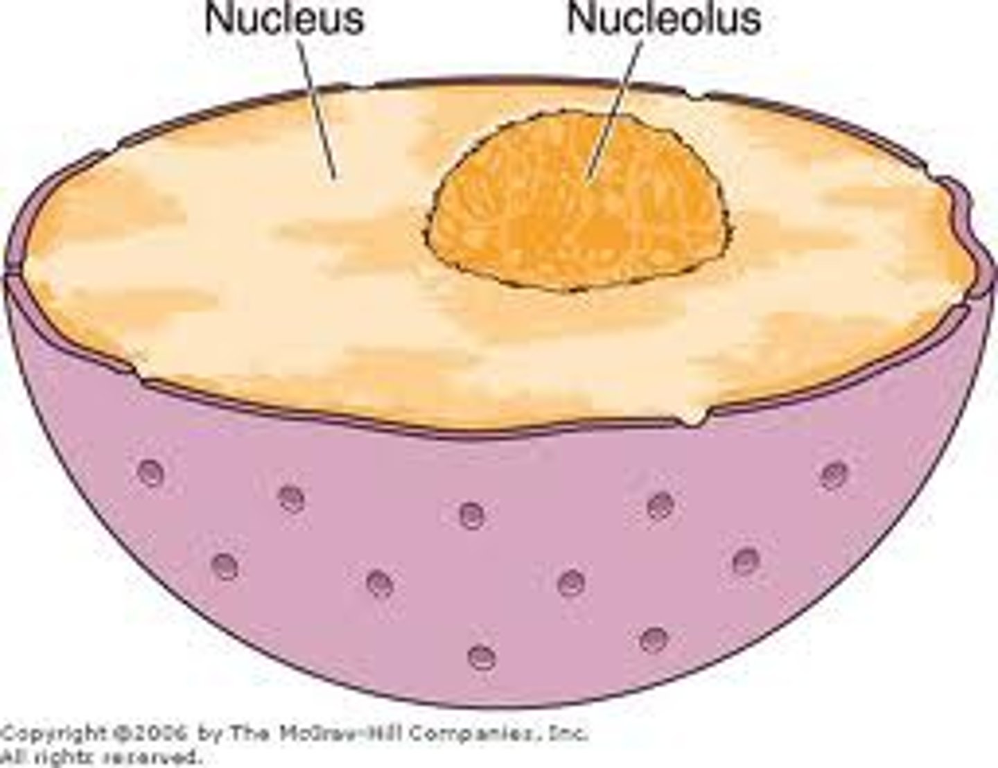 <p>The nucleus is </p><ul><li><p>surrounded by a nuclear envelope/ double membrane which is continuous with the ER. </p></li><li><p>It also contains large pores for the transfer of materials (in protein synthesis etc)</p></li><li><p>Inside the nucleus there are chromosomes </p></li><li><p>contains a nucleolus where ribosomal RNA is produced & so production of ribosome</p></li><li><p>contains a nucleoplasm which is a granular jelly material </p></li></ul><p></p>