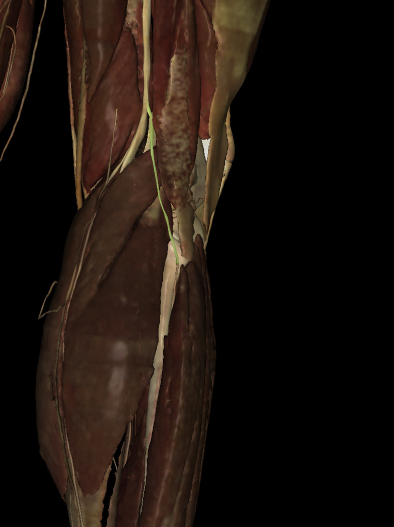 <p>Identify the Structure</p>