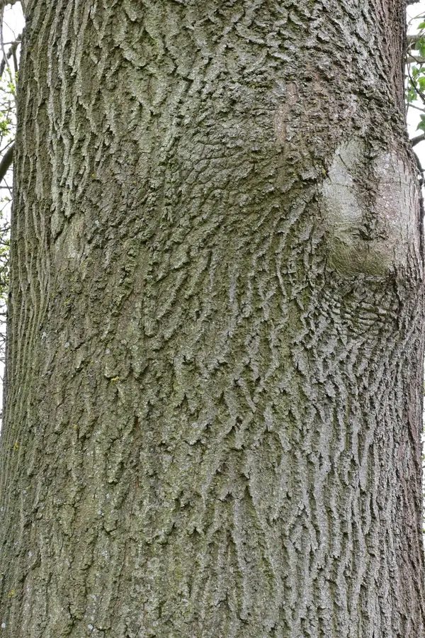 <p>Common ash grows in sunny forests and river valleys with moist, rich, and well-drained soil. greenish grey with jet black buds, Leaf Type: Pinnately compound.&nbsp;&nbsp; Arrangement: Opposite.&nbsp;&nbsp; Margin: Serrate on leaflets,  Fruit: Winged samara (narrow, single),&nbsp;&nbsp;&nbsp;&nbsp; Inflorescence: Panicle of small purple flowers. A large deciduous tree native to Europe and parts of Asia, 15-18m tall</p>