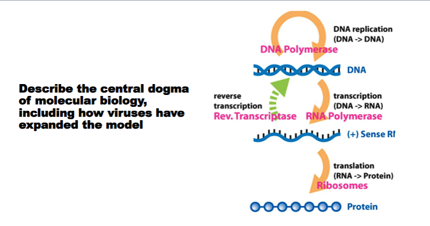 <p>The Central Dogma of Molecular Biology is a fundamental framework that describes the flow of genetic information within a biological system. It was first articulated by Francis Crick in 1958.</p><div data-type="horizontalRule"><hr></div><p class="ds-markdown-paragraph">The Central Dogma states that genetic information flows in a specific, sequential direction:</p><p class="ds-markdown-paragraph"><strong>DNA → RNA → Protein</strong></p><p class="ds-markdown-paragraph">This unidirectional flow can be broken down into three key processes:</p><ol><li><p class="ds-markdown-paragraph"><strong>Replication:</strong> DNA is copied to DNA. This ensures that genetic information is passed faithfully from one generation of cells to the next.</p></li><li><p class="ds-markdown-paragraph"><strong>Transcription:</strong> DNA is copied into RNA. In this process, the genetic instructions in a gene are rewritten into a messenger RNA (mRNA) molecule.</p></li><li><p class="ds-markdown-paragraph"><strong>Translation:</strong> RNA is used to build a protein. The mRNA sequence is "read" by a ribosome, which assembles a corresponding sequence of amino acids into a functional protein.</p></li></ol><p class="ds-markdown-paragraph">The following flowchart illustrates this core information pathway, along with the key processes involved at each stage:</p><div data-type="horizontalRule"><hr></div><p>How Viruses Have Expanded the Model</p><p class="ds-markdown-paragraph">Viruses, which lack their own replication machinery and must hijack a host cell's, have been found to violate the strict unidirectionality of the original Central Dogma. They have revealed that information flow can follow other paths, as shown in the expanded diagram below.</p><p class="ds-markdown-paragraph">The key exceptions discovered are:</p><p>1. RNA → DNA (Reverse Transcription)</p><p class="ds-markdown-paragraph">This process, which goes "backwards" from the original dogma, was discovered in <strong>retroviruses</strong> (e.g., HIV).</p><ul><li><p class="ds-markdown-paragraph"><strong>Mechanism:</strong> These viruses have an RNA genome. When they infect a cell, they use a viral enzyme called <strong>reverse transcriptase</strong> to copy their RNA genome into DNA.</p></li><li><p class="ds-markdown-paragraph"><strong>Significance:</strong> This viral DNA is then integrated into the host's own genome, where it can be transcribed into new viral RNA and proteins. This pathway (<strong>RNA → DNA</strong>) fundamentally expanded the Central Dogma.</p></li></ul><p>2. RNA → RNA (RNA Replication)</p><p class="ds-markdown-paragraph">Many viruses have RNA as their genetic material and do not use DNA at any point in their life cycle.</p><ul><li><p class="ds-markdown-paragraph"><strong>Mechanism:</strong> These viruses (e.g., SARS-CoV-2, Influenza virus) encode an <strong>RNA-dependent RNA polymerase</strong>. This enzyme uses an RNA strand as a template to synthesize a complementary RNA strand, which is then used to make new viral particles.</p></li><li><p class="ds-markdown-paragraph"><strong>Significance:</strong> This established that genetic information could be replicated and transmitted directly from RNA to RNA, without needing a DNA intermediate.</p></li></ul><div data-type="horizontalRule"><hr></div><p>Summary Table: The Flows of Genetic Information</p><table style="min-width: 75px;"><colgroup><col style="min-width: 25px;"><col style="min-width: 25px;"><col style="min-width: 25px;"></colgroup><tbody><tr><th colspan="1" rowspan="1" style="border-bottom: 1.06667px solid rgba(0, 0, 0, 0.12); font: 500 15px / 25px quote-cjk-patch, Inter, system-ui, -apple-system, BlinkMacSystemFont, "Segoe UI", Roboto, Oxygen, Ubuntu, Cantarell, "Open Sans", "Helvetica Neue", sans-serif; border-top: none; padding: 10px 16px 10px 0px; text-align: left;"><p><strong>Process</strong></p></th><th colspan="1" rowspan="1" style="border-bottom: 1.06667px solid rgba(0, 0, 0, 0.12); font: 500 15px / 25px quote-cjk-patch, Inter, system-ui, -apple-system, BlinkMacSystemFont, "Segoe UI", Roboto, Oxygen, Ubuntu, Cantarell, "Open Sans", "Helvetica Neue", sans-serif; border-top: none; padding: 10px 16px; text-align: left;"><p><strong>Description</strong></p></th><th colspan="1" rowspan="1" style="border-bottom: 1.06667px solid rgba(0, 0, 0, 0.12); font: 500 15px / 25px quote-cjk-patch, Inter, system-ui, -apple-system, BlinkMacSystemFont, "Segoe UI", Roboto, Oxygen, Ubuntu, Cantarell, "Open Sans", "Helvetica Neue", sans-serif; border-top: none; padding: 10px 16px; text-align: left;"><p><strong>Example</strong></p></th></tr><tr><td colspan="1" rowspan="1" style="border-bottom: 1.06667px solid rgba(0, 0, 0, 0.1); font: 400 15px / 25px quote-cjk-patch, Inter, system-ui, -apple-system, BlinkMacSystemFont, "Segoe UI", Roboto, Oxygen, Ubuntu, Cantarell, "Open Sans", "Helvetica Neue", sans-serif; min-width: 100px; max-width: max(30vw, 320px); padding: 10px 16px 10px 0px;"><p><strong>DNA → DNA</strong></p></td><td colspan="1" rowspan="1" style="border-bottom: 1.06667px solid rgba(0, 0, 0, 0.1); font: 400 15px / 25px quote-cjk-patch, Inter, system-ui, -apple-system, BlinkMacSystemFont, "Segoe UI", Roboto, Oxygen, Ubuntu, Cantarell, "Open Sans", "Helvetica Neue", sans-serif; min-width: 100px; max-width: max(30vw, 320px); padding: 10px 16px;"><p><strong>Replication.</strong> Standard copying of the genome.</p></td><td colspan="1" rowspan="1" style="border-bottom: 1.06667px solid rgba(0, 0, 0, 0.1); font: 400 15px / 25px quote-cjk-patch, Inter, system-ui, -apple-system, BlinkMacSystemFont, "Segoe UI", Roboto, Oxygen, Ubuntu, Cantarell, "Open Sans", "Helvetica Neue", sans-serif; min-width: 100px; max-width: max(30vw, 320px); padding: 10px 0px 10px 16px;"><p>All cellular life (bacteria, plants, animals).</p></td></tr><tr><td colspan="1" rowspan="1" style="border-bottom: 1.06667px solid rgba(0, 0, 0, 0.1); font: 400 15px / 25px quote-cjk-patch, Inter, system-ui, -apple-system, BlinkMacSystemFont, "Segoe UI", Roboto, Oxygen, Ubuntu, Cantarell, "Open Sans", "Helvetica Neue", sans-serif; min-width: 100px; max-width: max(30vw, 320px); padding: 10px 16px 10px 0px;"><p><strong>DNA → RNA</strong></p></td><td colspan="1" rowspan="1" style="border-bottom: 1.06667px solid rgba(0, 0, 0, 0.1); font: 400 15px / 25px quote-cjk-patch, Inter, system-ui, -apple-system, BlinkMacSystemFont, "Segoe UI", Roboto, Oxygen, Ubuntu, Cantarell, "Open Sans", "Helvetica Neue", sans-serif; min-width: 100px; max-width: max(30vw, 320px); padding: 10px 16px;"><p><strong>Transcription.</strong> Creation of an RNA copy of a gene.</p></td><td colspan="1" rowspan="1" style="border-bottom: 1.06667px solid rgba(0, 0, 0, 0.1); font: 400 15px / 25px quote-cjk-patch, Inter, system-ui, -apple-system, BlinkMacSystemFont, "Segoe UI", Roboto, Oxygen, Ubuntu, Cantarell, "Open Sans", "Helvetica Neue", sans-serif; min-width: 100px; max-width: max(30vw, 320px); padding: 10px 0px 10px 16px;"><p>All cellular life.</p></td></tr><tr><td colspan="1" rowspan="1" style="border-bottom: 1.06667px solid rgba(0, 0, 0, 0.1); font: 400 15px / 25px quote-cjk-patch, Inter, system-ui, -apple-system, BlinkMacSystemFont, "Segoe UI", Roboto, Oxygen, Ubuntu, Cantarell, "Open Sans", "Helvetica Neue", sans-serif; min-width: 100px; max-width: max(30vw, 320px); padding: 10px 16px 10px 0px;"><p><strong>RNA → Protein</strong></p></td><td colspan="1" rowspan="1" style="border-bottom: 1.06667px solid rgba(0, 0, 0, 0.1); font: 400 15px / 25px quote-cjk-patch, Inter, system-ui, -apple-system, BlinkMacSystemFont, "Segoe UI", Roboto, Oxygen, Ubuntu, Cantarell, "Open Sans", "Helvetica Neue", sans-serif; min-width: 100px; max-width: max(30vw, 320px); padding: 10px 16px;"><p><strong>Translation.</strong> Synthesis of a protein based on an RNA code.</p></td><td colspan="1" rowspan="1" style="border-bottom: 1.06667px solid rgba(0, 0, 0, 0.1); font: 400 15px / 25px quote-cjk-patch, Inter, system-ui, -apple-system, BlinkMacSystemFont, "Segoe UI", Roboto, Oxygen, Ubuntu, Cantarell, "Open Sans", "Helvetica Neue", sans-serif; min-width: 100px; max-width: max(30vw, 320px); padding: 10px 0px 10px 16px;"><p>All cellular life.</p></td></tr><tr><td colspan="1" rowspan="1" style="border-bottom: 1.06667px solid rgba(0, 0, 0, 0.1); font: 400 15px / 25px quote-cjk-patch, Inter, system-ui, -apple-system, BlinkMacSystemFont, "Segoe UI", Roboto, Oxygen, Ubuntu, Cantarell, "Open Sans", "Helvetica Neue", sans-serif; min-width: 100px; max-width: max(30vw, 320px); padding: 10px 16px 10px 0px;"><p><strong>RNA → DNA</strong></p></td><td colspan="1" rowspan="1" style="border-bottom: 1.06667px solid rgba(0, 0, 0, 0.1); font: 400 15px / 25px quote-cjk-patch, Inter, system-ui, -apple-system, BlinkMacSystemFont, "Segoe UI", Roboto, Oxygen, Ubuntu, Cantarell, "Open Sans", "Helvetica Neue", sans-serif; min-width: 100px; max-width: max(30vw, 320px); padding: 10px 16px;"><p><strong>Reverse Transcription.</strong> An RNA template is used to make DNA.</p></td><td colspan="1" rowspan="1" style="border-bottom: 1.06667px solid rgba(0, 0, 0, 0.1); font: 400 15px / 25px quote-cjk-patch, Inter, system-ui, -apple-system, BlinkMacSystemFont, "Segoe UI", Roboto, Oxygen, Ubuntu, Cantarell, "Open Sans", "Helvetica Neue", sans-serif; min-width: 100px; max-width: max(30vw, 320px); padding: 10px 0px 10px 16px;"><p>Retroviruses (e.g., HIV).</p></td></tr><tr><td colspan="1" rowspan="1" style="border-bottom: 1.06667px solid rgba(0, 0, 0, 0.1); font: 400 15px / 25px quote-cjk-patch, Inter, system-ui, -apple-system, BlinkMacSystemFont, "Segoe UI", Roboto, Oxygen, Ubuntu, Cantarell, "Open Sans", "Helvetica Neue", sans-serif; min-width: 100px; max-width: max(30vw, 320px); padding: 10px 16px 10px 0px;"><p><strong>RNA → RNA</strong></p></td><td colspan="1" rowspan="1" style="border-bottom: 1.06667px solid rgba(0, 0, 0, 0.1); font: 400 15px / 25px quote-cjk-patch, Inter, system-ui, -apple-system, BlinkMacSystemFont, "Segoe UI", Roboto, Oxygen, Ubuntu, Cantarell, "Open Sans", "Helvetica Neue", sans-serif; min-width: 100px; max-width: max(30vw, 320px); padding: 10px 16px;"><p><strong>RNA Replication.</strong> An RNA template is used to make RNA.</p></td><td colspan="1" rowspan="1" style="border-bottom: 1.06667px solid rgba(0, 0, 0, 0.1); font: 400 15px / 25px quote-cjk-patch, Inter, system-ui, -apple-system, BlinkMacSystemFont, "Segoe UI", Roboto, Oxygen, Ubuntu, Cantarell, "Open Sans", "Helvetica Neue", sans-serif; min-width: 100px; max-width: max(30vw, 320px); padding: 10px 0px 10px 16px;"><p>RNA viruses (e.g., Coronavirus, Picornavirus).</p></td></tr></tbody></table><p class="ds-markdown-paragraph"><strong>The Universal Rule: Protein → ?</strong></p><p class="ds-markdown-paragraph">One direction is notably absent and is believed to be impossible: <strong>information never flows from protein back to nucleic acid (Protein → DNA/RNA)</strong>. The sequence of a protein cannot be used to recreate or alter the genetic code that specified it. This is what makes the Central Dogma a "dogma"—it is a foundational, one-way principle upon which molecular biology is built, even with the expansions provided by viruses.</p><p class="ds-markdown-paragraph">In conclusion, the Central Dogma remains the core model for information flow in cells. Viruses have not disproven it but have instead <strong>expanded our understanding</strong> of the possible pathways genetic information can take in the biological world.</p>