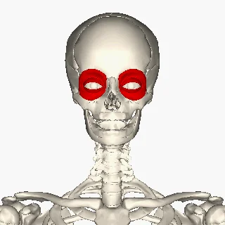 <p>Around eyes; </p><p>circular muscle </p><p>“eye”</p>