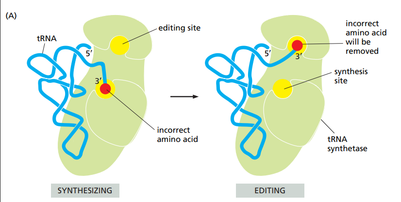 <ul><li><p>The correct amino-acid has higher affinity.</p></li><li><p>Larger amino-acids than the one that should be added can’t enter the catalytic site.</p></li><li><p>For similar sized amin-acids, there is an editing site that checks if it fits or not. If it does it isn’t the right amino-acid and it isn’t linked.</p></li></ul><p></p>