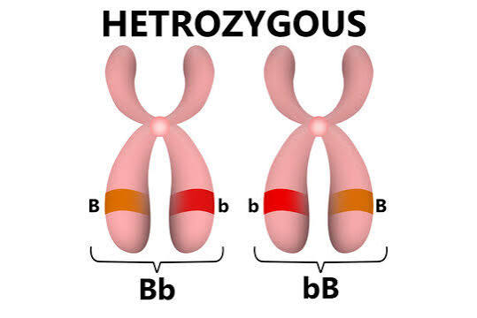 <p><span><span>An organism or cell that has </span></span>two different alleles for a specific gene at the same genetic locus on homologous chromosomes<span><span>.</span></span></p>