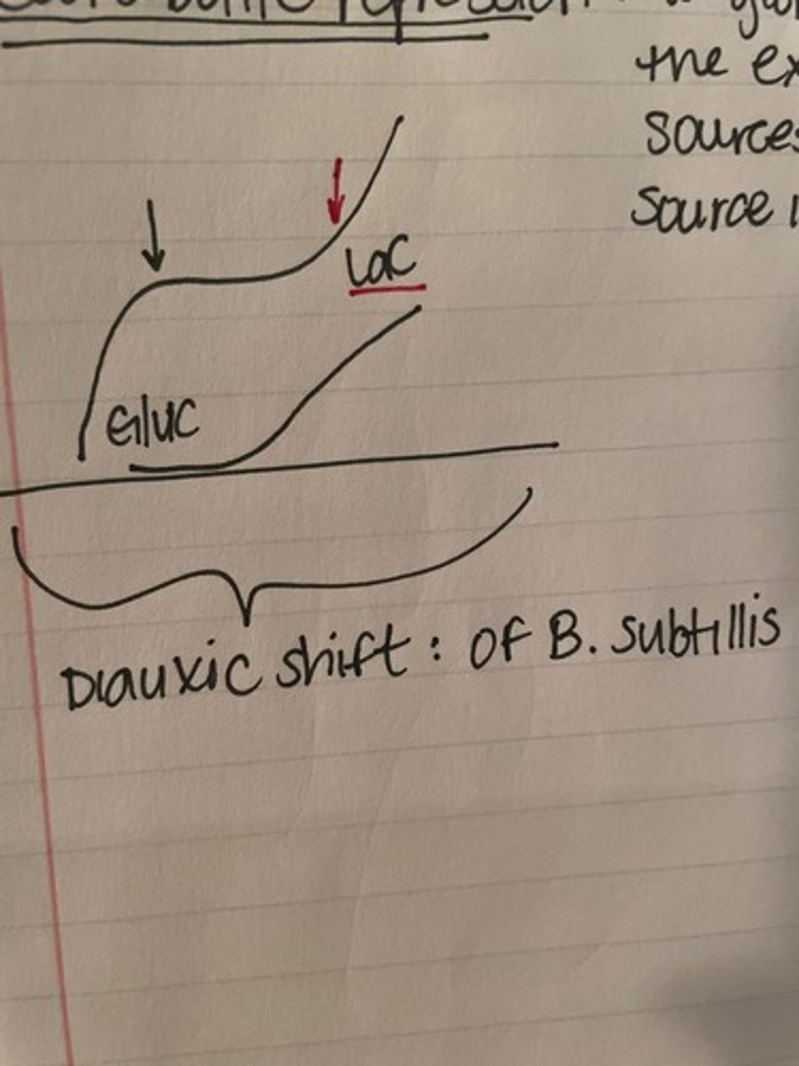 <p>- when the curve shifts from the preferred carbon source to the 2ndary carbon source (i.e. glucose —> lactose)</p><p>- seen in Bacillus subtillis</p>