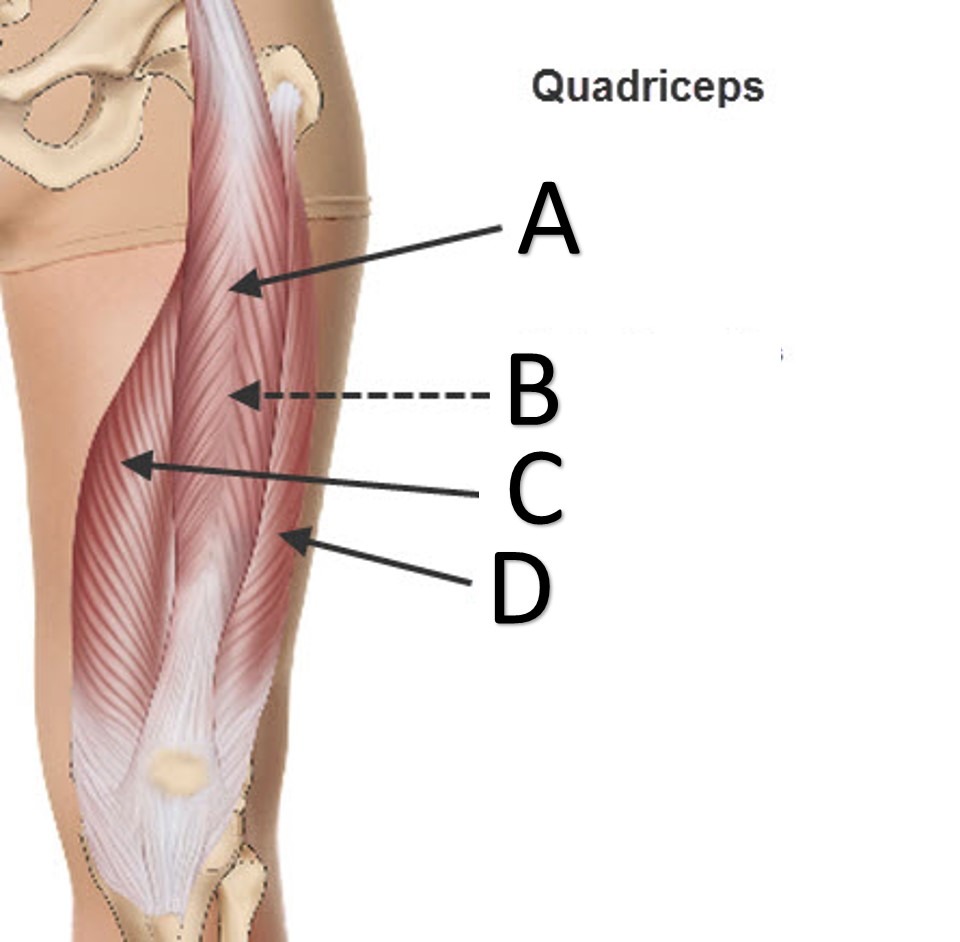 <p>big muscle in the middle of the quads (A)</p>
