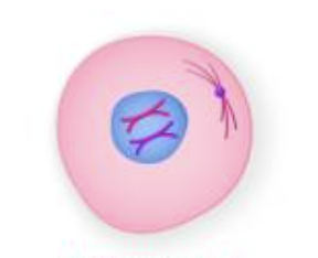<p>What phase is this cell in?</p>