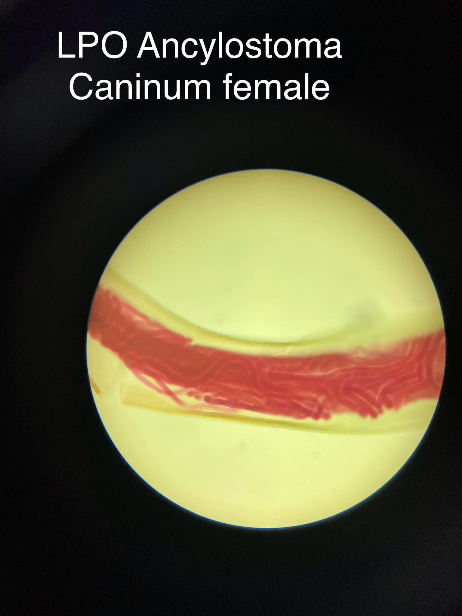 <p>Ancylostoma caninum</p>