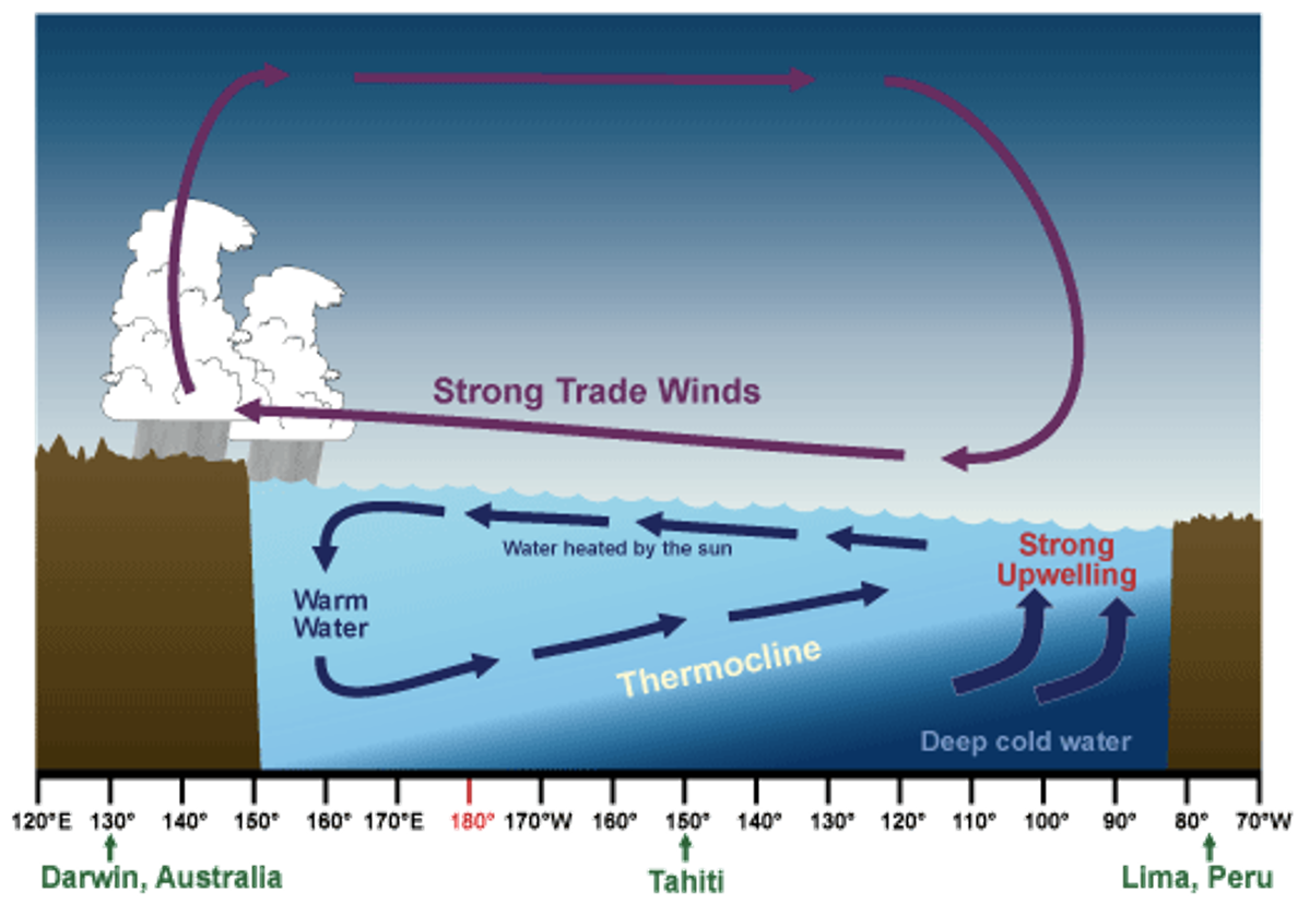 <p>•The trade winds that blow west across the tropical Pacific are stronger than normal</p><p>Increased upwelling off South America and hence the <em>lower than normal</em> sea surface temperatures</p><p>The prevailing rain pattern also shifts farther west than normal</p>