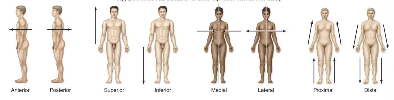 <p>Medial</p>