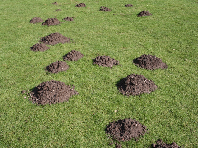 <p><span>Created by animals, the result of burrowing activity and serve various critical functions for survival and reproduction. Different species, such as moles and pocket gophers, create distinct types of mounds, and studying these structures</span></p>