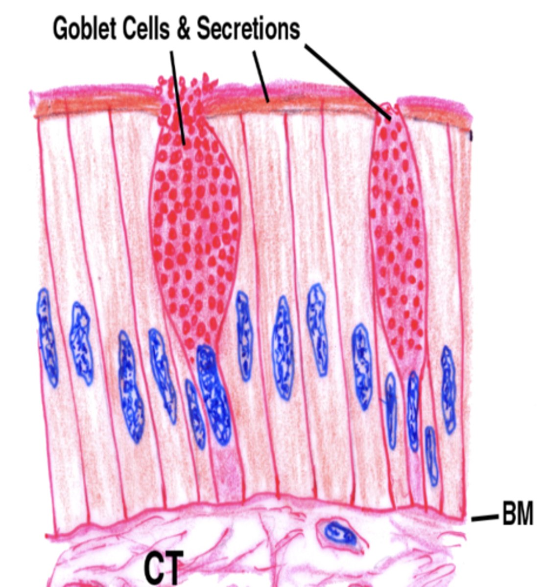 <p>− Single-celled glands lining the GI mucosa</p><p>− Found everywhere in GI, but abundance is largest in the colon</p>