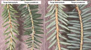 <p><em>Tsuga canadensis</em></p>