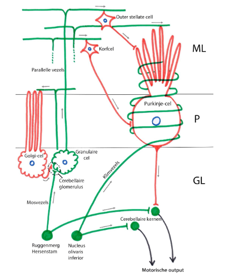 <ul><li><p>enige efferente vezels van cerebellaire cortex: axonen van Purkinje-cellen</p><ul><li><p>projecteren op diepe cerebellaire kernen</p><ul><li><p>diepe cerebellaire kernen: projecteren naar diverse motorische systemen</p></li></ul></li><li><p>Purkinje-cel-output: volledig inhibitorisch (GABA-erg)</p></li></ul></li><li><p>mosvezels &amp; klimvezels: geven ook collateralen af → maken rechtstreeks synaps met diepe cerebellaire kernen</p><ul><li><p>collateralen: stimuleren diepe cerebellaire kernen</p><ul><li><p>korte excitatorische lus = hoofdlus</p></li></ul></li><li><p>inhibitorische corticale zijlus:</p><ul><li><p>basiscircuit in cortex van kleine hersenen kan hoofdlus moduleren &amp; beïnvloeden</p></li></ul></li></ul></li><li><p>gelijktijdige stimulatie van klimvezels &amp; parallelle vezels (beide excitatorisch):</p><ul><li><p>geeft transiënte vermindering van Purkinje-celresponsen → vermindering van output van Purkinje-cellen</p></li><li><p>DUS: inhibitie, uitgeoefend door Purkinje-cel op diepe cerebellaire nuclei, wordt geremd</p></li></ul><p>= long-term depression (LTD)</p><p>→ belangrijke rol in motorische leerprocessen (impliciet geheugen)</p></li></ul><p></p>