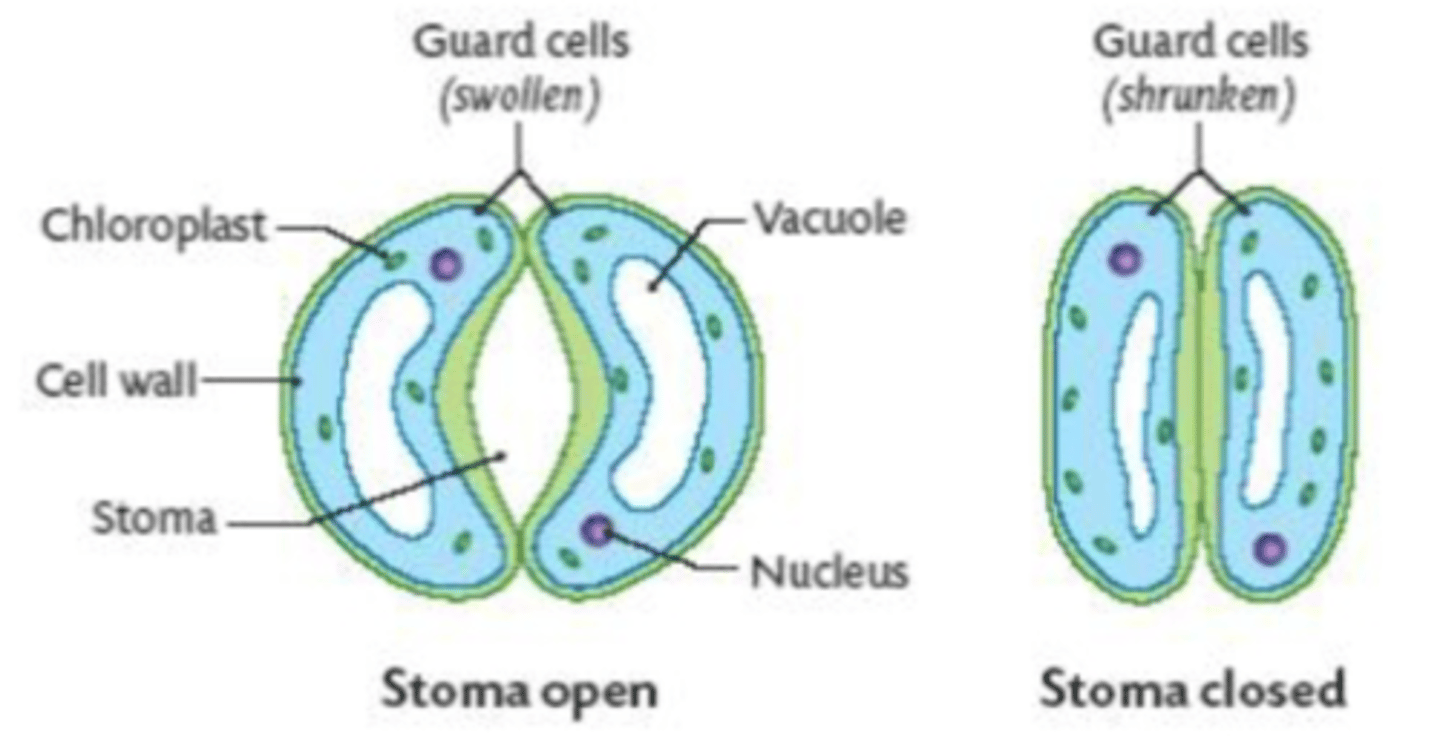 <p>Stomata </p>
