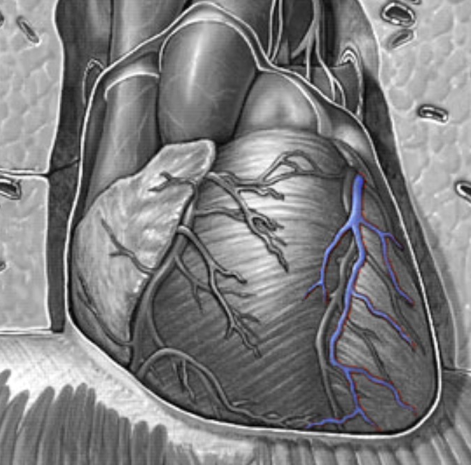 <p>Which heart circulation:</p><ul><li><p>Parallels anterior interventricular artery</p></li><li><p>Come in from left side</p></li><li><p>Larger than small cardiac vein</p></li></ul><p></p>
