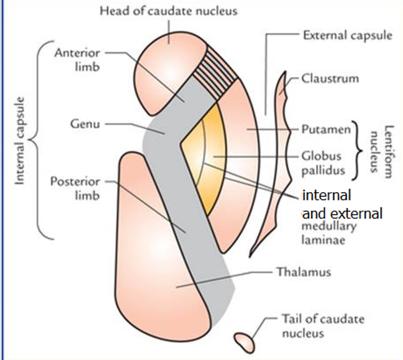 <p>- część boczną i przyśrodkową gałki bladej</p><p>- gałkę bladą od skorupy</p>
