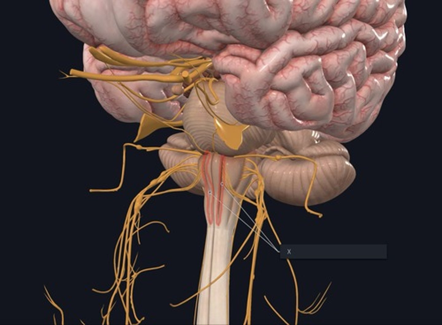 <p>Name this landmark indicated by the X and outlined red.</p>