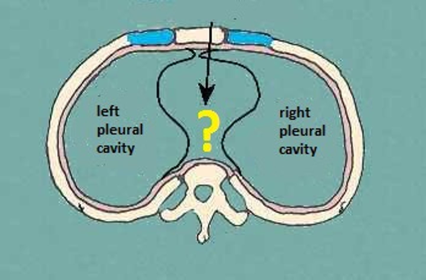 <p>space between the lungs</p>