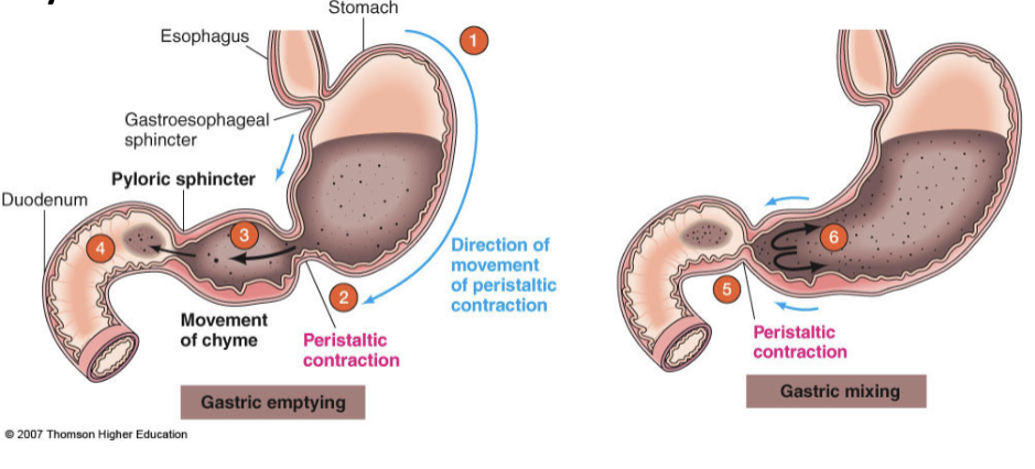 <p><span style="color: rgb(255, 255, 255);">s</span><span style="color: rgb(255, 255, 255);"><span>trong peristaltic contractions occur in the antrum that</span></span></p><ul><li><p><span style="color: rgb(255, 255, 255);"><span>mix food with gastric secretions to produce chyme</span></span></p></li><li><p><span style="color: rgb(255, 255, 255);"><span>propel chyme towards pyloric sphincter, where a small amount is pushed into the duodenum</span></span></p></li><li><p><span style="color: rgb(255, 255, 255);"><span>in response to chyme, sphincter closes and remaining chyme is tumbled back into the antrum.</span></span></p></li></ul><p></p>