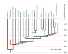 <p><span>Time is shown on trees along the axis, with the base as the earliest point and branching indicating speciation; extinction are represented by branches that end before the present.&nbsp;</span></p>