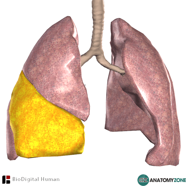 <p>only on the right lung, between superior and inferior lobes</p>