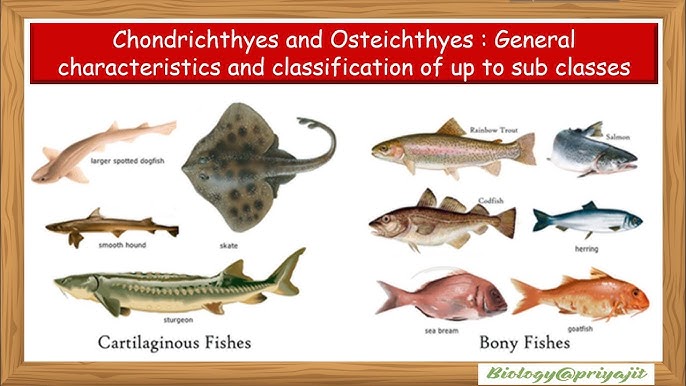 <p>Bony fishes, jawed</p><p>Class Sarcopterygii (Fleshyfins)</p><p>Class Actinopterygii (Ray fins)</p><ul><li><p>Subclass chondrostei (Primitive)</p></li><li><p>Subclass Neopterygii (Modern)</p></li></ul><p></p>