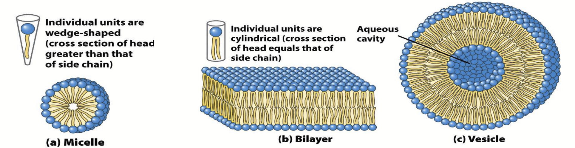 <p>Lipids aggregate spontaneously to form complexes when dispersed in water.</p><p>Fatty acids (and some other lipids) aggregate to form <strong>roughly sperical <u>micelles</u></strong> (the smallest and simplest lipid aggregate).</p><p>Since the hydrophobic tails of phospholipids are too bulky to pack tightly together in micelles, they aggregate into <strong><u>bilayers</u></strong>; which spontaneously <strong>fold back on themselves to form <u>liposomes or vesicles</u></strong> with diameters as large as 1 micron or more (the fundamental structure of the cell membrane).</p>