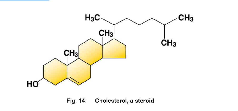 <ul><li><p>e.g. steroid hormones, ketone bodies, fatty alcohols, terpenes and carotenoids</p></li><li><p>steroid cholesterol***</p></li><li><p>cholesterol</p><ul><li><p>possesses carbon skeleton made up of 3 fused six-membered and 1 five-membered ring</p></li><li><p>regulate membrane fluidity</p></li><li><p>precursor for synthesis of bile acids, steroid hormones (e.g. oestrogen and testosterone) and vitamin D</p></li></ul></li></ul><p></p>