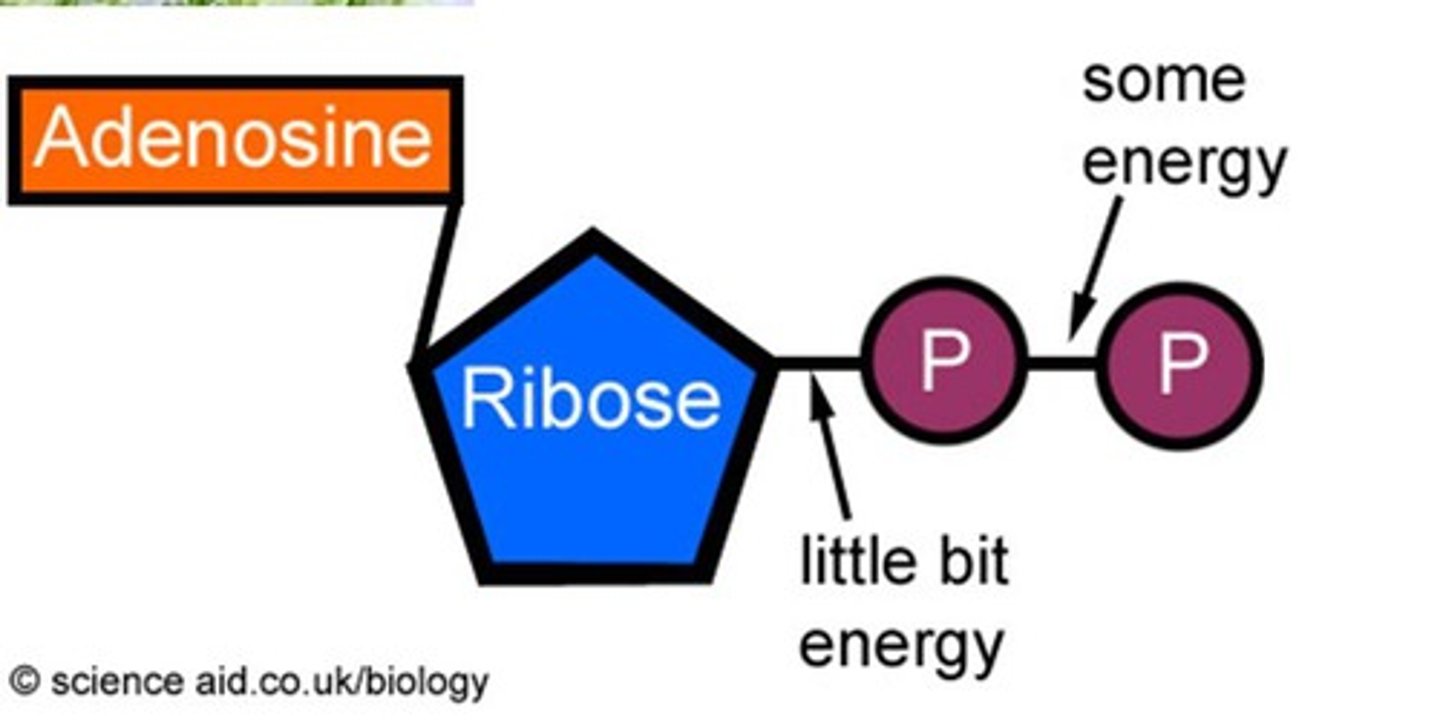 <p>(Adenosine Diphosphate) A phosphate group is removed from ATP, releasing energy.</p>