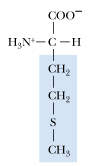 <p>What is the 1 letter abbreviation for Methionine?</p>